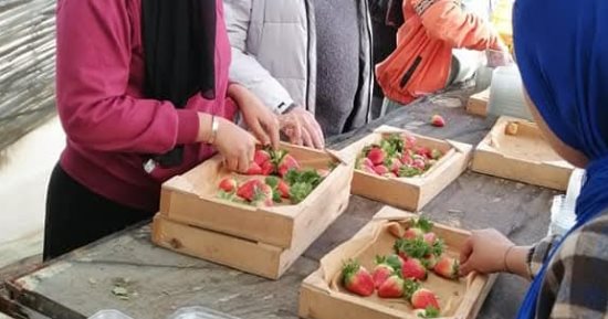أميرة الفاكهة.. انطلاق حصاد الفراولة فى 50 فدانا بمزارع الصالحية الجديدة بالشرقية.. مدير الإنتاج الزراعى: الفدان ينتج 20 طنا.. تصدر المحصول لأوروبا والخليج.. وتوفر فرصة للأيدي العاملة خاصة الفتيات.. صور