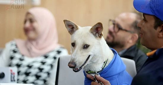 الكلب رامبو.. كيف علقت BBC على ندوة صناع الفيلم فى اليوم السابع؟