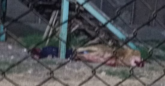 الأسد التهم رأسه.. تفاصيل مصرع حارس فى حديقة حيوان الفيوم.. فيديو