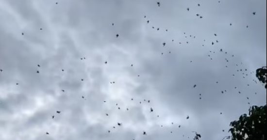 السماء تمطر عناكب سوداء بالبرازيل وسط ذهول المارة.. فيديو وصور