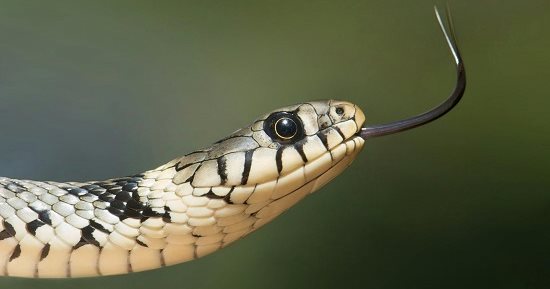 يوم الأفعى.. ما هو برج الثعبان الصينى وأهم صفاته ومواليده؟