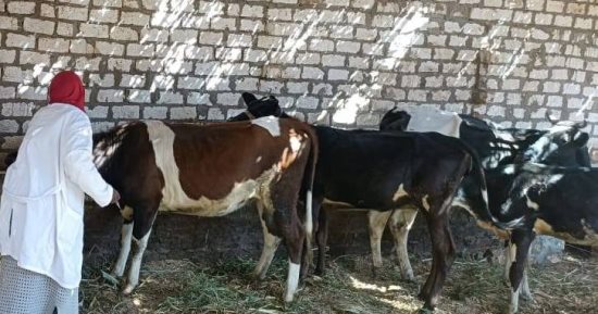 تفاصيل حصاد مجهودات مديرية الطب البيطري بالغربية خلال عام 2025