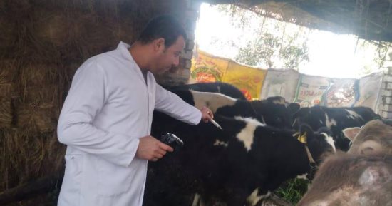 إجراء الكشف البيطري على 1521 حالة بقافلة فى كفر الشيخ