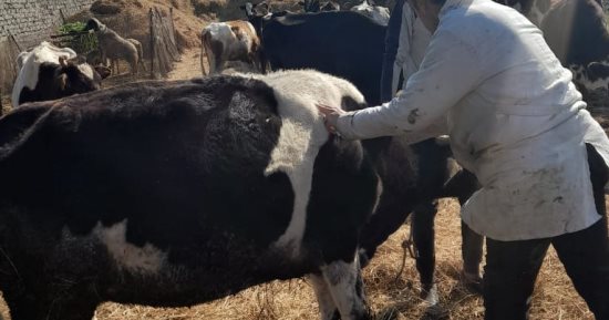 تحصين 46440 رأس أبقار وأغنام ضد مرض الجلد العقدى وجدرى الأغنام بالدقهلية