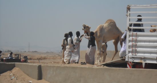"الكلة" مهنة الشحن والتفريغ فى سوق الجمال بمنافذ حلايب وشلاتين.. مصدر رزق لأبناء قبائل الجنوب.. تحميل البضائع والجمال على الشاحنات لنقلها للأسواق المختلفة.. ويتم توزيعها بالتساوى بين أبناء القبائل خلال أيام 