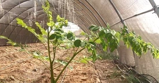 الوادى الجديد تنجح فى تنفيذ مبادرة لزراعة نصف مليون شتلة من المورينجا.. شجرة يصنفها الباحثون كصيدلية متكاملة من الطبيعة لعلاج عشرات الأمراض.. وبدأت بمبادرة أطلقها المحافظ وتنفيذ برنامج لتدريب طلاب المدارس.. صور