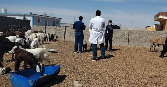 طب بيطرى جنوب الوادى تنظم قافلة تنموية بحلايب وشلاتين فى البحر الأحمر
