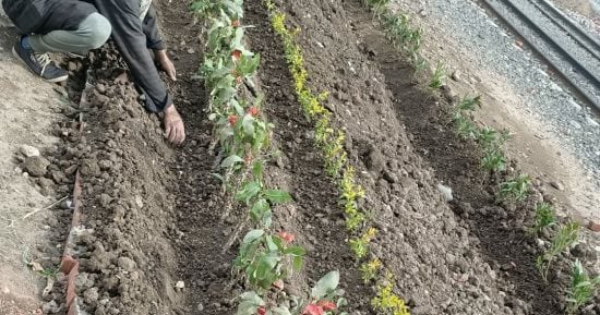 تعرف على أبرز أنواع النباتات المحلية الملائمة للتشجير في منطقة الجوف