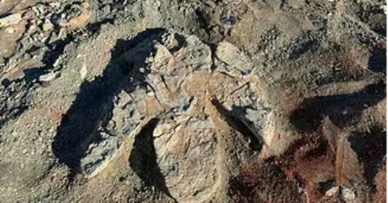 آثار أقدام عملاقة في منغوليا يرجح أنها لأكبر ديناصور ثنائي الأرجل