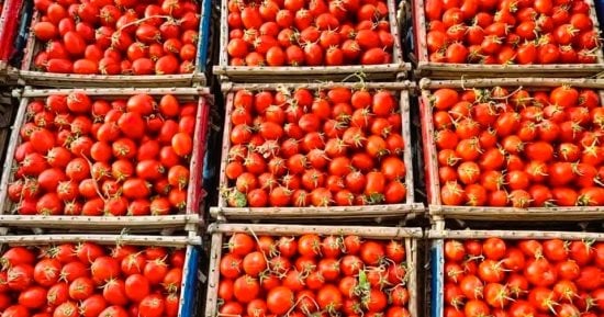 وزارة التموين تطرح الطماطم اليوم بسعر 15 جنيها للكيلو