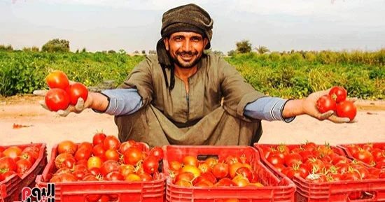 وسط فرحة المزارعين.. حصاد الطماطم فى مزارع غرب الأقصر مستمر