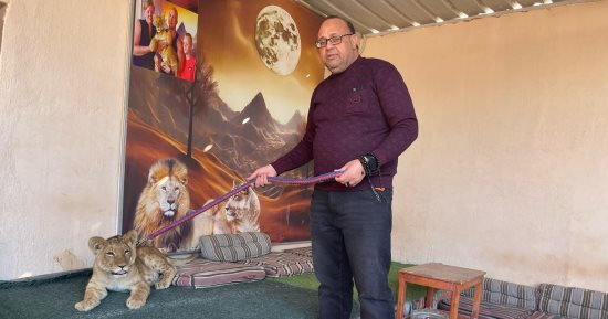 العثور على شبل أسد فى جبال الغردقة والنيابة تقرر إيداعه حديقة الحيوان.. صور