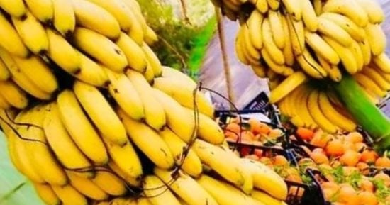 كوكايين فى الموز.. الإكوادور تضبط أكثر من طن مخدرات مهربة فى شحنة فواكه