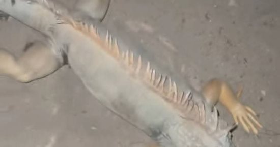 حيوان مجهول فى بورسعيد.. هدوء الأوضاع بعد حالة من الذعر واستمرار البحث