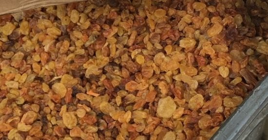 السنطة قلعة صناعة الزبيب في مصر تتحول إلى مركز عالمي للتصدير.. رحلة الزبيب من زراعة العنب إلى المنافسة العالمية.. صاحب مصنع: 14 ألف طن صادرات في عام واحد.. ويؤكد: مشروع المليون ونصف فدان ساهم في التوسع.. صور