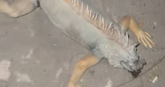 حيوان غريب يثير الذعر فى بورسعيد.. ورئيس مدينة بورفؤاد يطمئن المواطنين (صور)