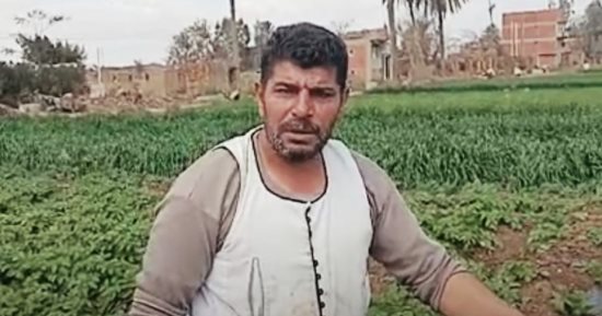 بطاطس العروة الصيفية الأكثر إنتاجا فى مزارع المنوفية.. فيديو