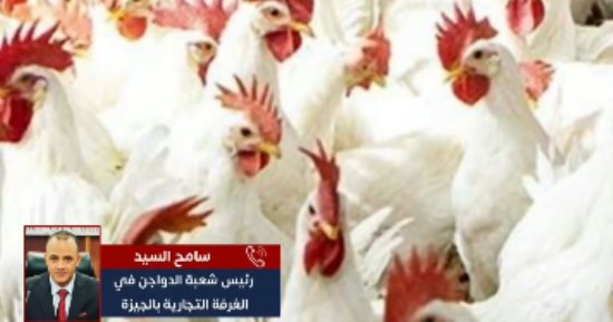 كيلو الدواجن بكام؟..  أسعار الدواجن فى محافظة المنيا اليوم الاثنين
