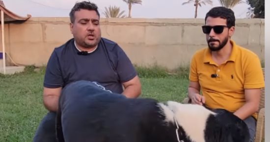 احذر هذا الوحش العملاق.. كلب من عالم آخر سعره يصل ربع مليون جنيه.. فيديو