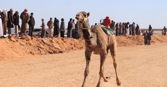 انطلاق فعاليات دورة مهرجان الإسماعيلية الـ20 لسباق الهجن بمشاركة 3 دول.. صور