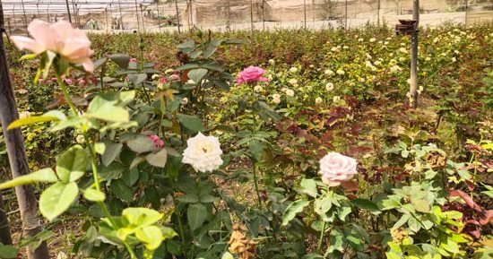 مملكة الورد.. إنتاج عزبة الأهالى بالقناطر الخيرية من المحلية إلى العالمية