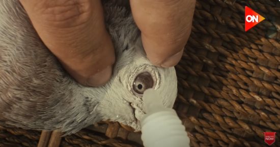 أحمد مكى ينقل هوايته فى الحقيقة إلى الدراما.. يعالج الحمام فى مسلسل الغاوى (صور)