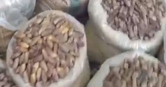 بشاير رمضان 120 نوعا من التمور أشكال وأحجام كتيرة فى كفر الشيخ