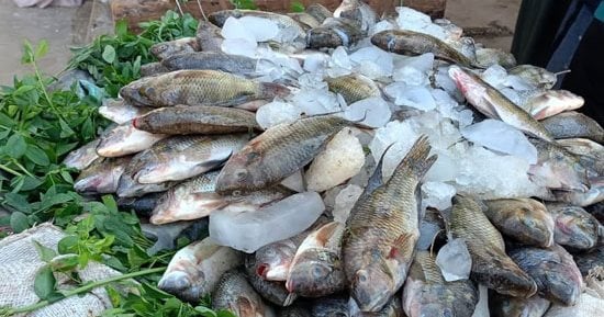 بحيرات باريس فى محافظة الوادى الجديد.. سمك الصحرا طازة وكله فوسفور