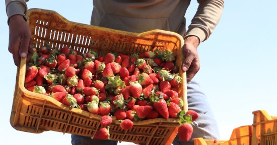 "الذهب الأحمر" من قرية الروضة بالإسماعيلية إلى العالمية