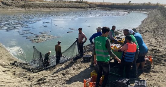 بشائر خيرات الواحات بالوادى الجديد.. إنتاج أجود أنواع الأسماك الطازجة بأرخص الأسعار