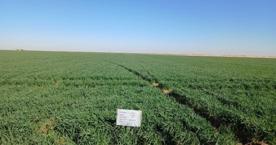 بشاير الخير.. مصر تجنى أولى ثمار برنامجها السلمى للطاقة الذرية.. بدء زراعة طفرة جديدة من القمح لزيادة إنتاجه 33% بـ7 مزارع لاستكمال الاختبارات.. السنبلة الواحدة تحمل 320 حبة زيادة عن التقليدية بـ3 طفرات