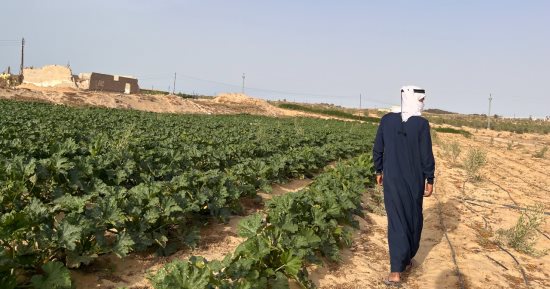 ملحمة زراعية فى شمال سيناء.. من كثبان رملية إلى بساط أخضر