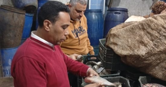 ضبط 7400 كيلو أسماك ورنجة وفسيخ مخالفة للمواصفات بالدقهلية 