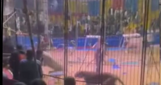 بتر ذراع أحد عمال سيرك طنطا بعد تعرضه لهجوم من أسد مفترس