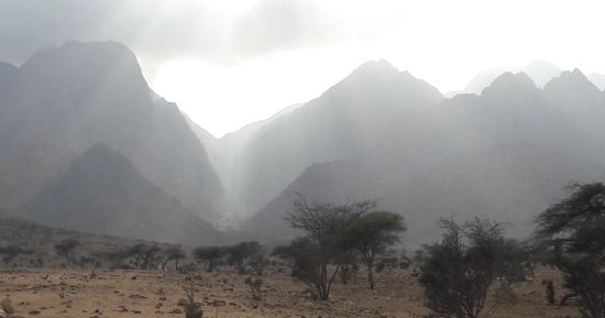 واحة الضباب فى محمية جبل علبة جنوب البحر الأحمر.. السحاب يلامس رؤوس قمم الجبال فى حلايب على ارتفاع  1435 مترًا.. وتشكل أبرز المعالم الطبيعية في المنطقة.. وتنبت أعلى قممها أشجار نادرة.. صور