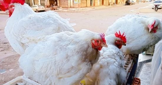 أسعار الفراخ البيضاء اليوم الجمعة 3-4-2026 فى المنوفية