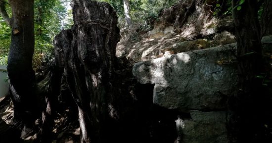 زوجان فرنسيان يفوزان بقطعة أرض رسم فيه فان جوخ آخر لوحاته