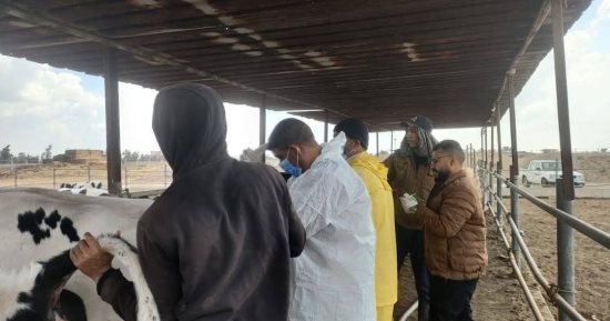 انطلاق الحملة القومية للتحصين ضد الجلد العقدي وجدري الأغنام بالإسماعيلية