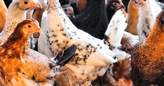 أسعار الدواجن اليوم الاثنين 12-5-2025 بأسواق محافظة البحيرة