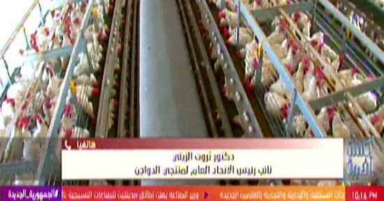 اتحاد منتجي الدواجن: تراجع الأسعار 33% للبيض و17% للدواجن لزيادة الإنتاج
