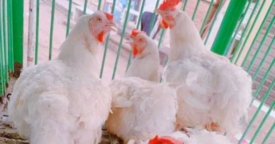 أسعار الدواجن البيضاء اليوم الخميس 19-6-2025 الإسماعيلية 
