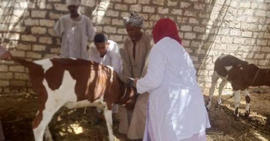 تعرف على جهود الطب البيطرى بأسوان للحفاظ على الثروة الحيوانية