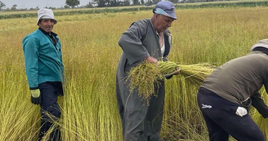 فرحة المزارعين بالغربية ببدء موسم حصاد الكتان.. الذهب الأصفر يزين الحقول والجرارات تنقل آلاف الأطنان للمصانع بقرية شبرا ملس.. مزارعون: الحصاد يستمر لمدة شهر وتصنيعه يُدر العملة الصعبة ويوفرآلاف فرص العمل.. صور