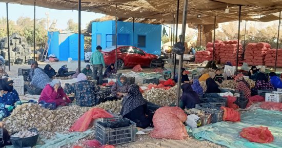 من قرية قاى ببنى سويف إلى العالم.. الثوم المصرى يغزو أسواق أوروبا والأمريكتين.. مراحل دقيقة تبدأ بالزراعة وتنتهى فى موانئ التصدير بمواصفات عالمية.. دعم مجتمعى وفرص عمل وإنتاج يراعى معايير الأسواق الدولية.. صور