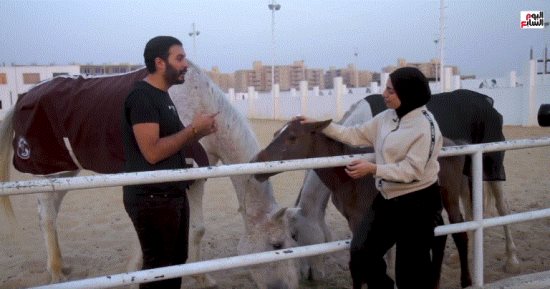 الخيل تهذّب ولا تُدلّل.. رحلة داخل عالم الخيول مع حاتم ستين: "ورا كل نظرة معنى"