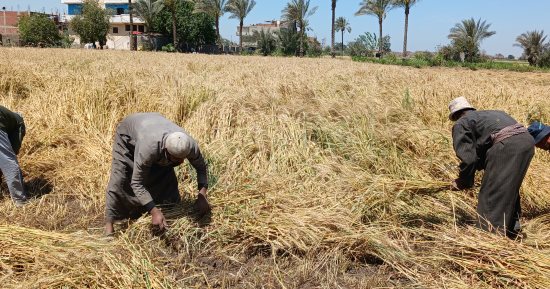 القمح الليلة عيده.. السنابل طابت وبدأ حصاد القمح بالمنجل فى الشرقية.. صور