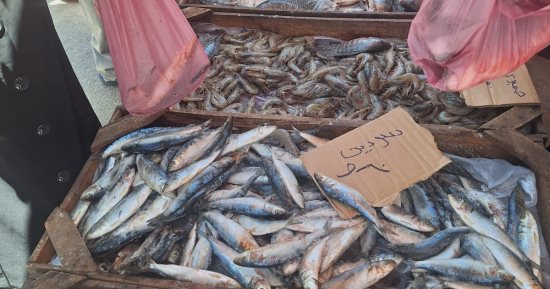 انطلاق أسواق اليوم الواحد الجمعة والسبت من كل أسبوع بجميع مراكز ومدن الدقهلية