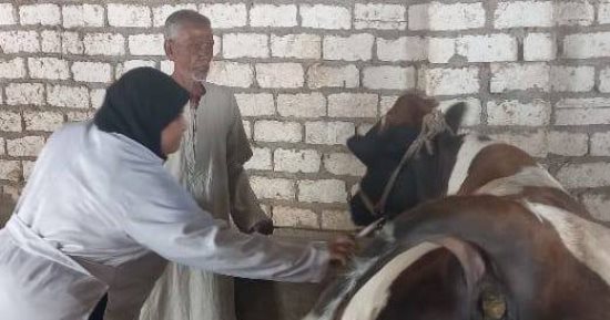 3 قوافل بيطرية مجانيه نهاية الشهر الحالى فى المنوفية     