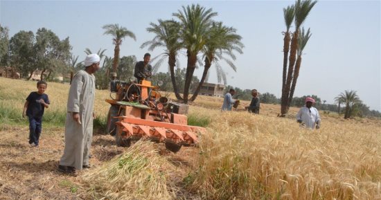 الدهب الأصفر نور الغيطان.. الصوامع تستقبل محصول القمح الجديد