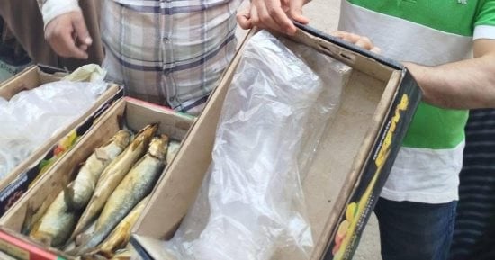مديرية تموين الجيزة تضبط 1.3 طن فسيخ ورنجة غير صالحة للاستهلاك الآدمي